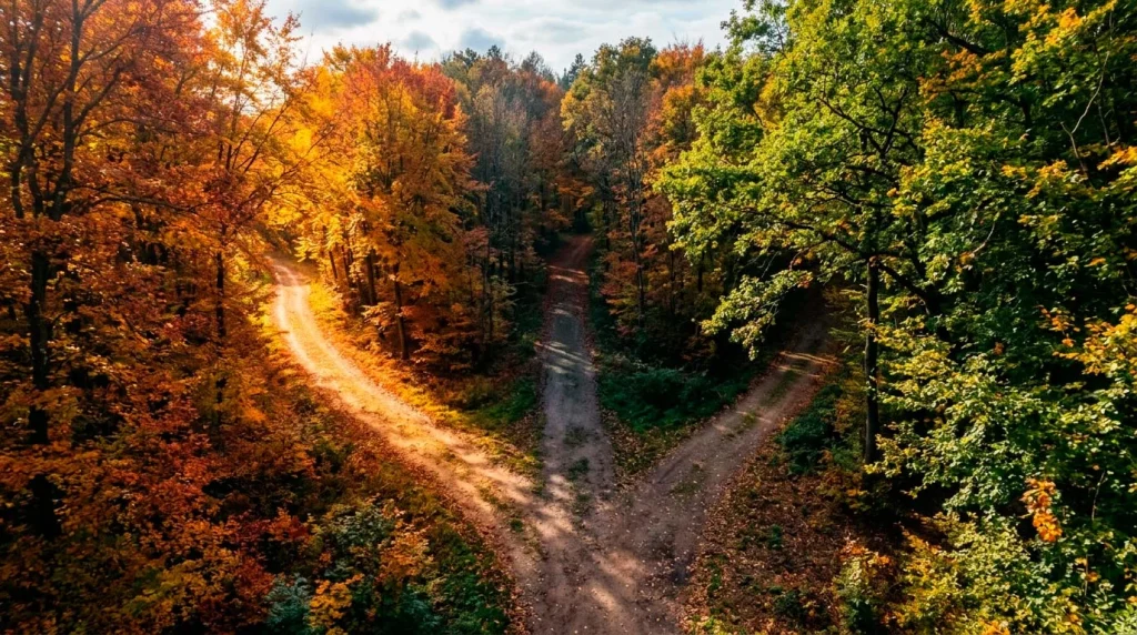 Three diverging paths in a forest seen from above, each leading in a different direction with distinct lighting